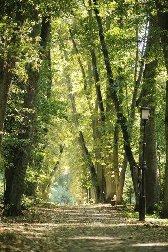О старом несвижском парке в сентябре
