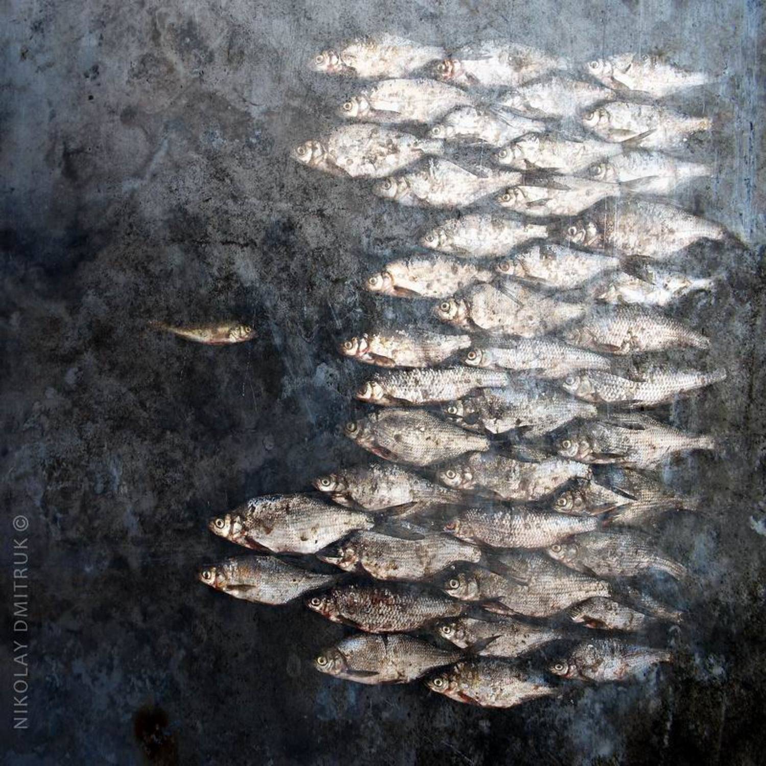 , николай дмитрук