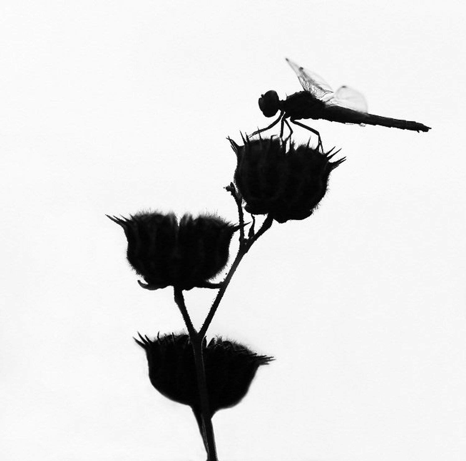 , Александр