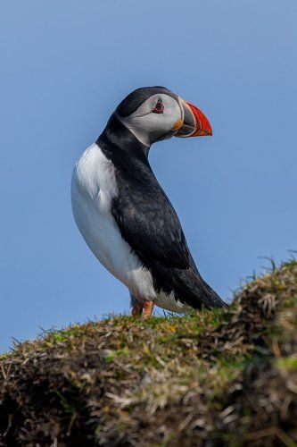 Puffin