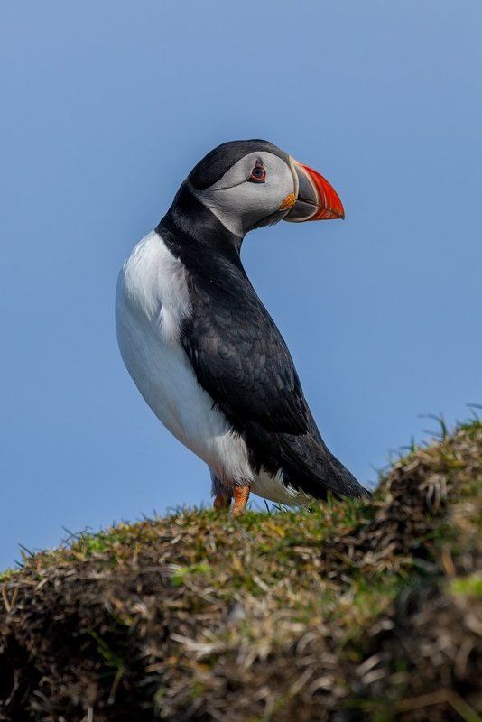 faroe islands, mykines, atlantic puffin, фарерские острова, тупик Puffin фото превью
