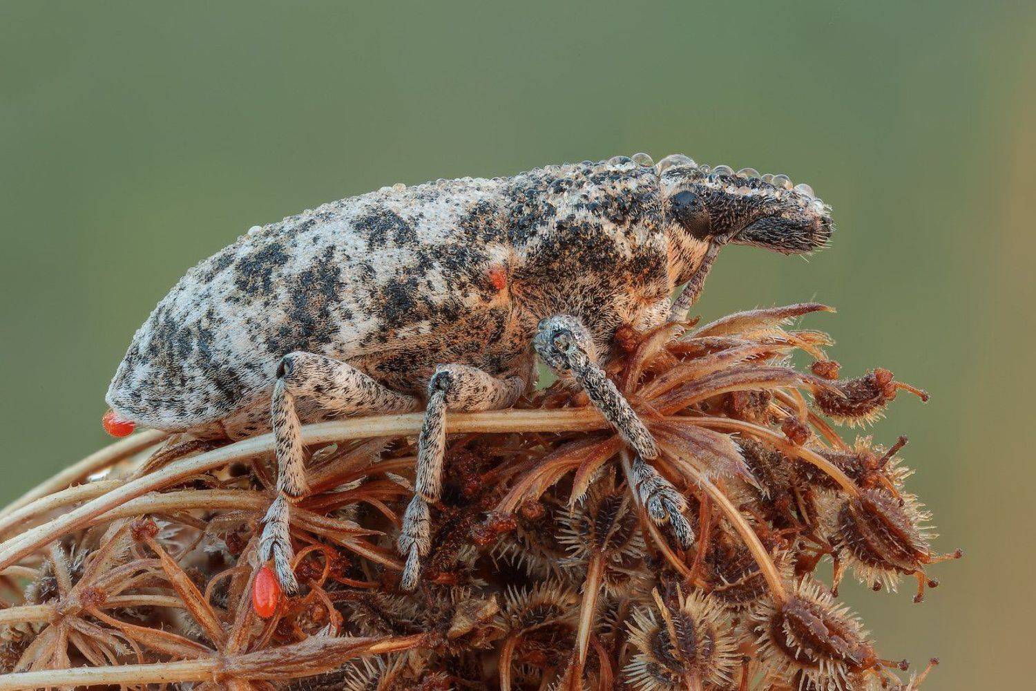 , Вадим Ходаковский