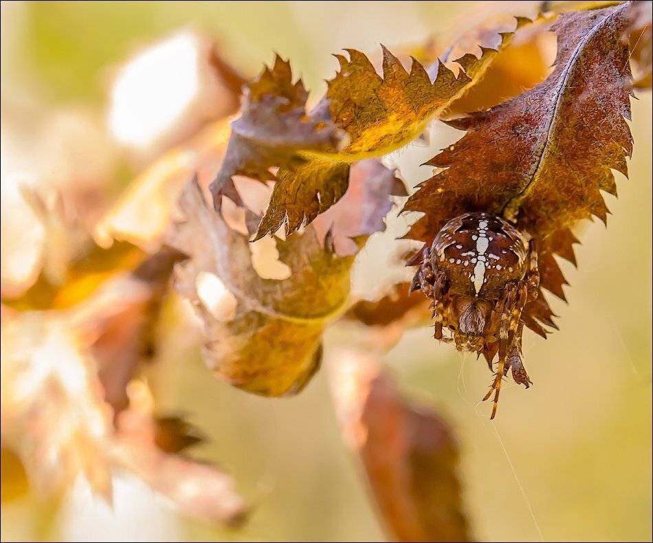 , Бурлов Андрей
