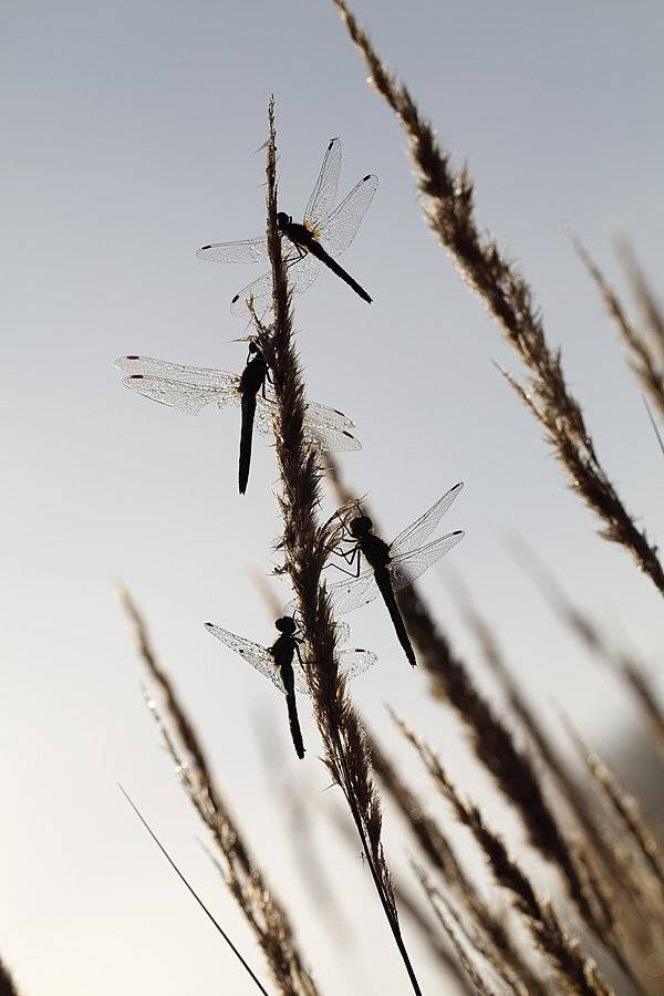 , Сергей Таланов