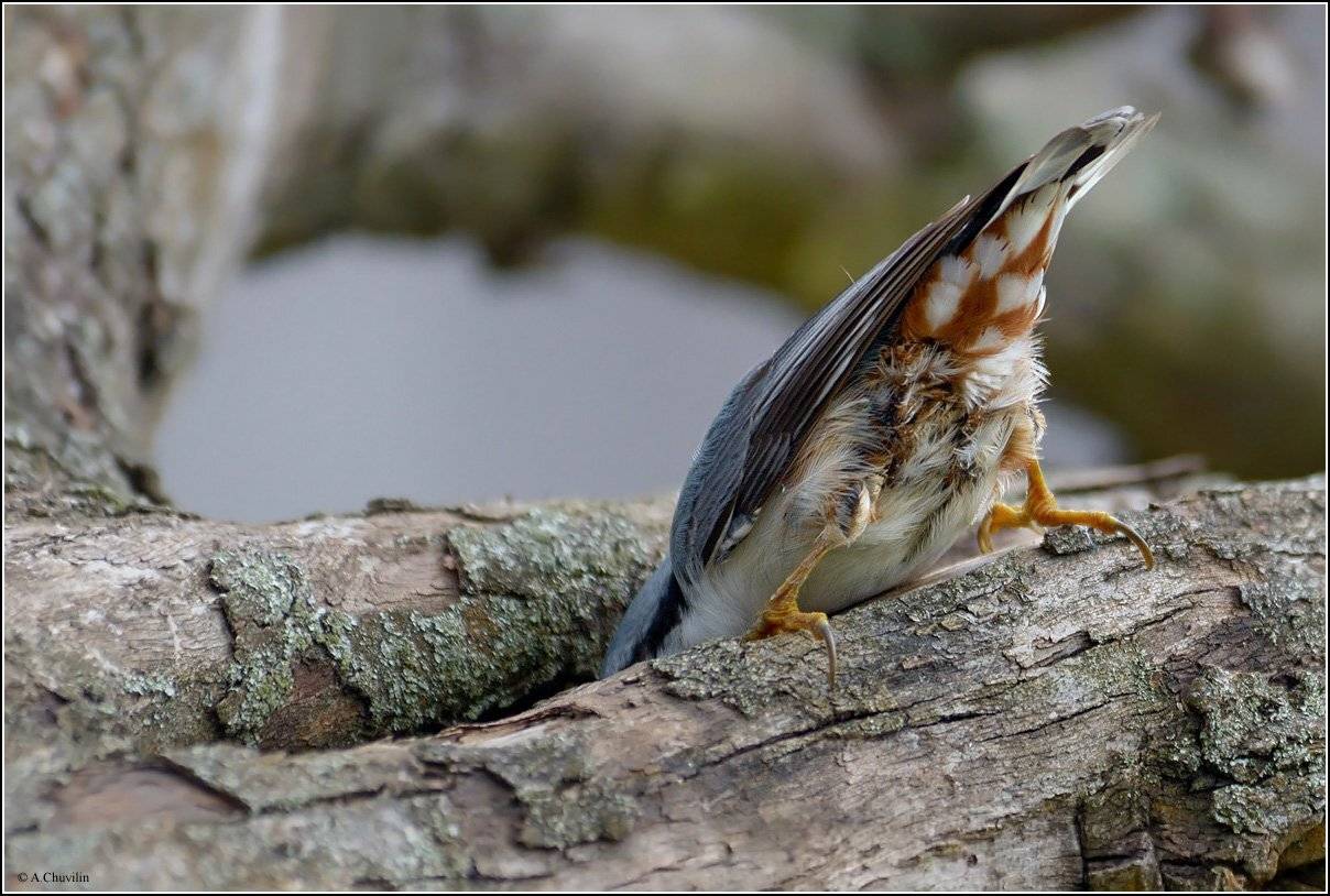 поползень,поиск,заначки, Александр Чувилин