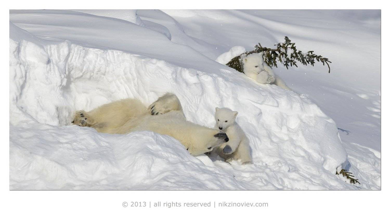 , Николай Зиновьев