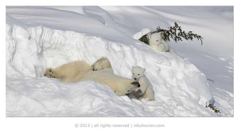 У дневной берлоги фото превью