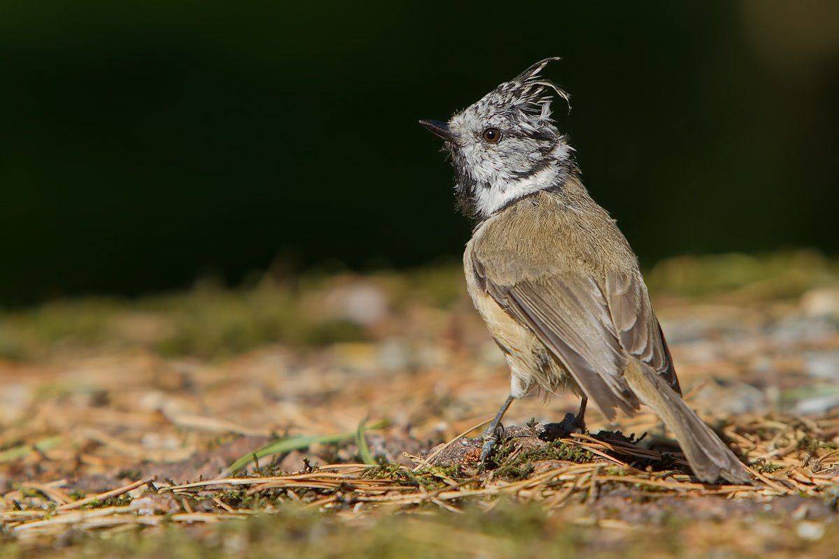 , Елена Давыдова