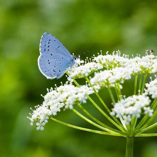 Lycaenidae