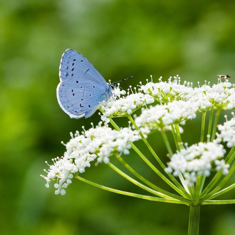 Lycaenidae фото превью