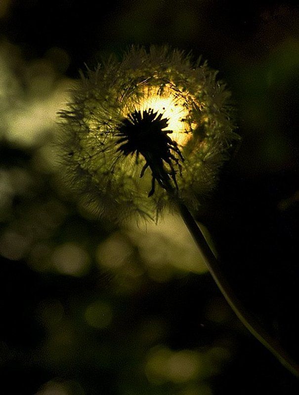 wake,macro,dandelion,helios,canon Centro фото превью