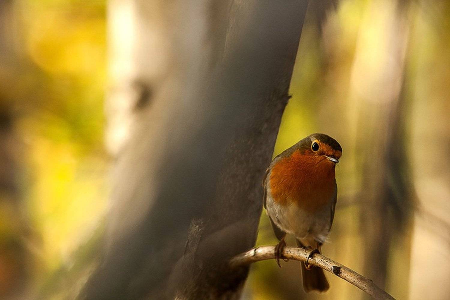, Юлия Втюрина