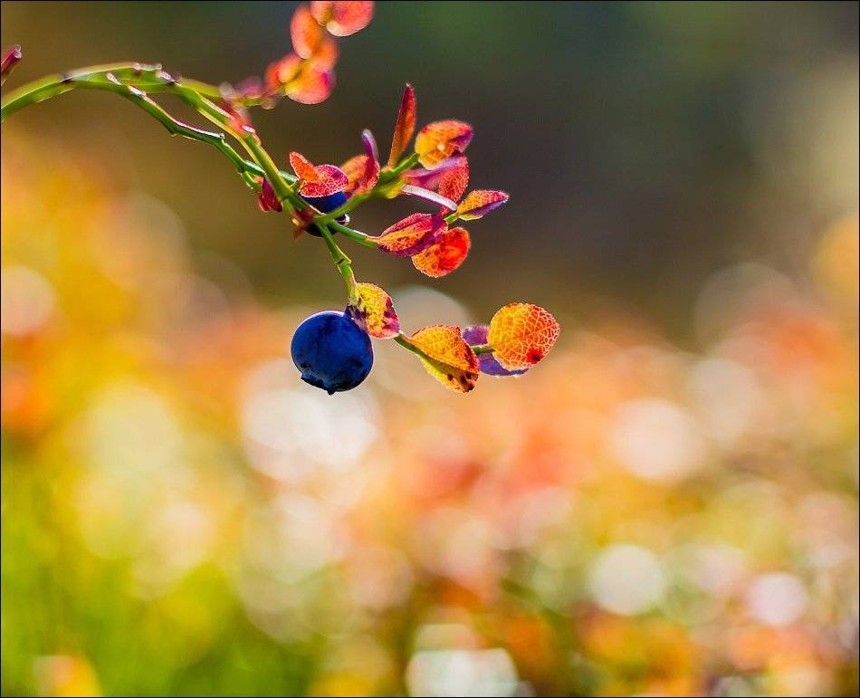 , Бурлов Андрей