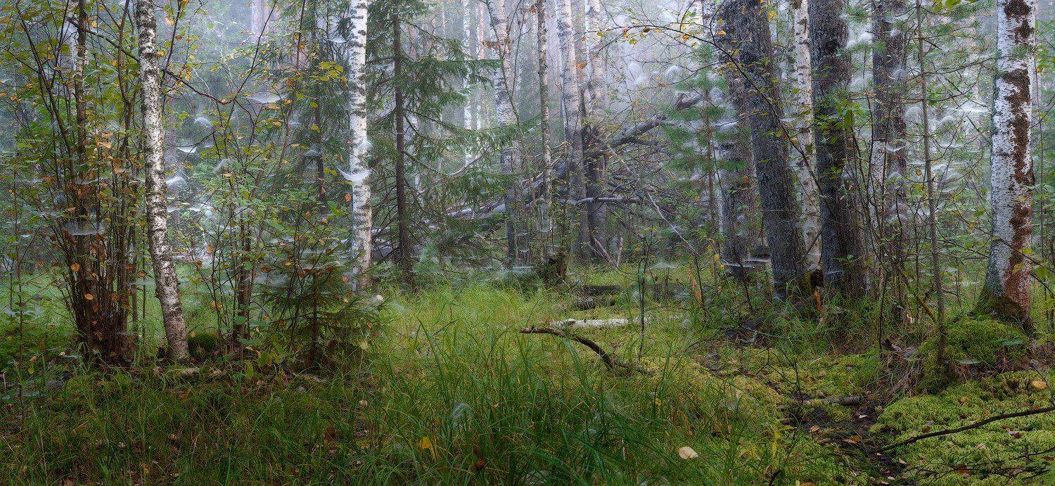 , Дмитрий Алексеев