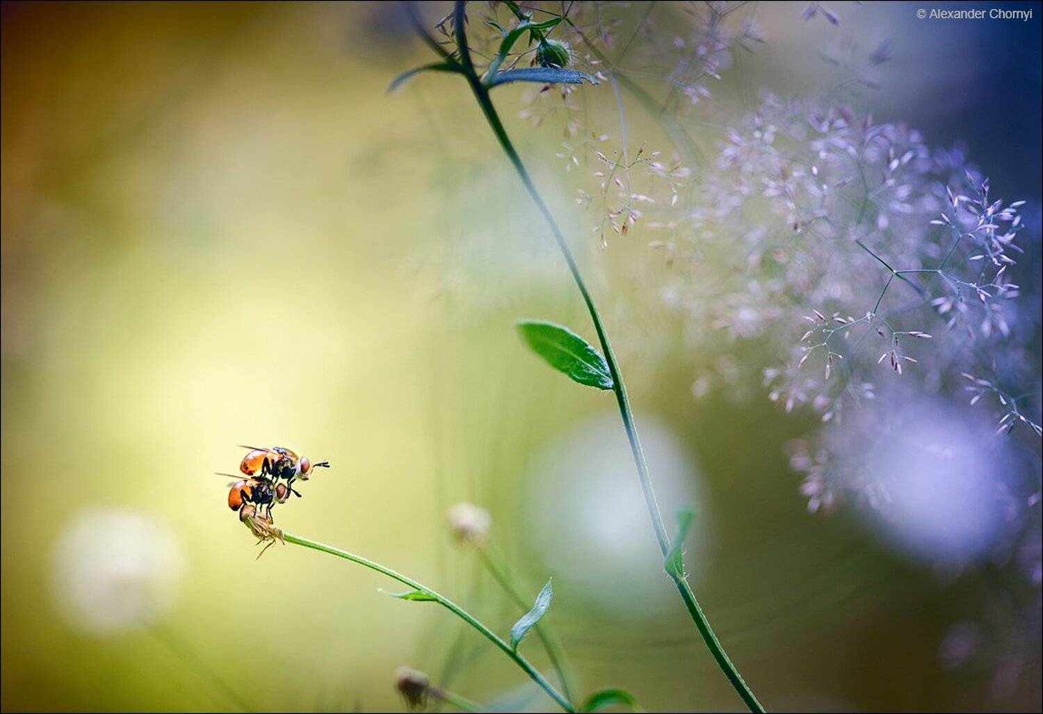 , Александр Чорный