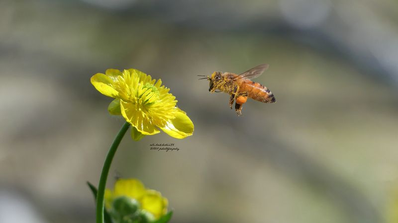 fly фото превью