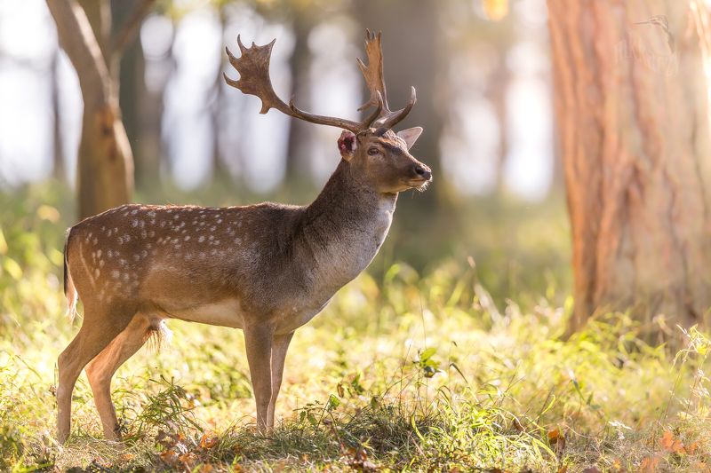 bleeding ear фото превью