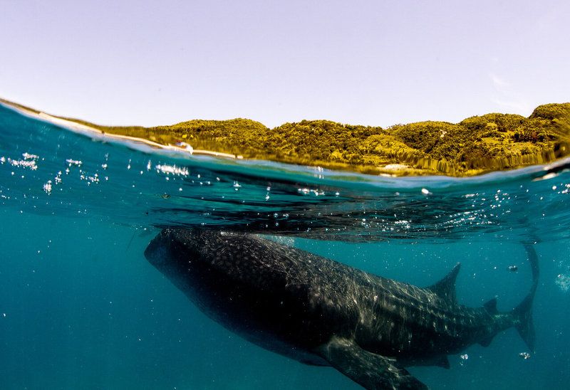 сплиты Китовая фото превью
