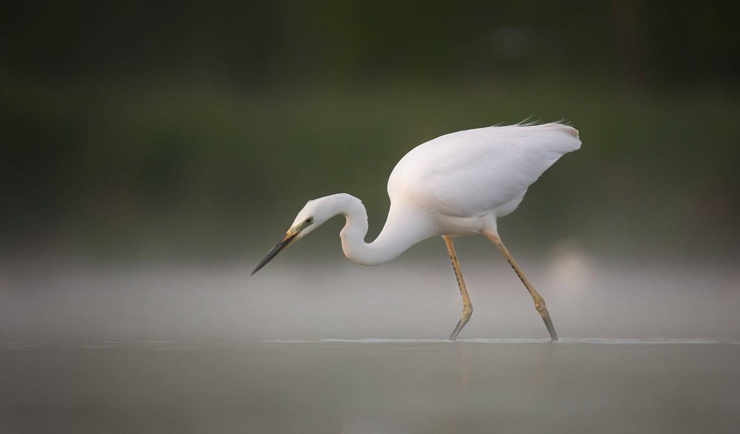 , Grzegorz Dąbrowski