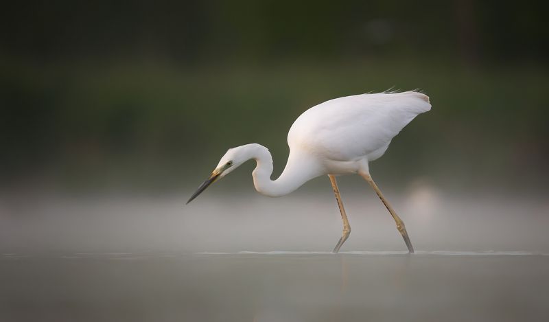 czapla biała фото превью