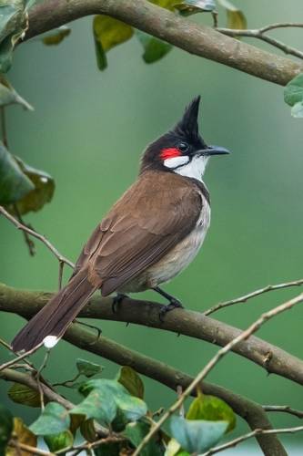 Red Whishkered Bulbul