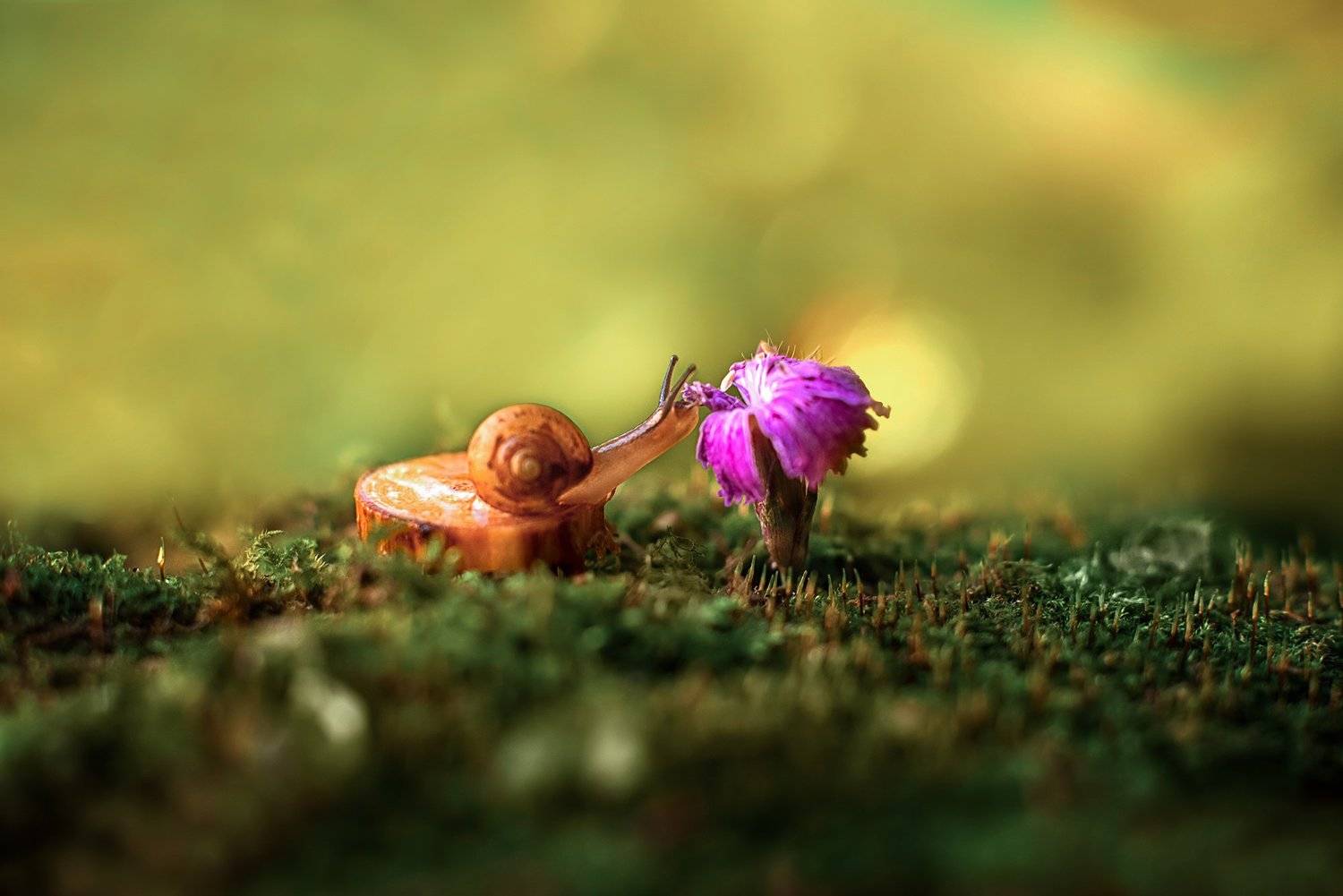 , Анастасия Думинская