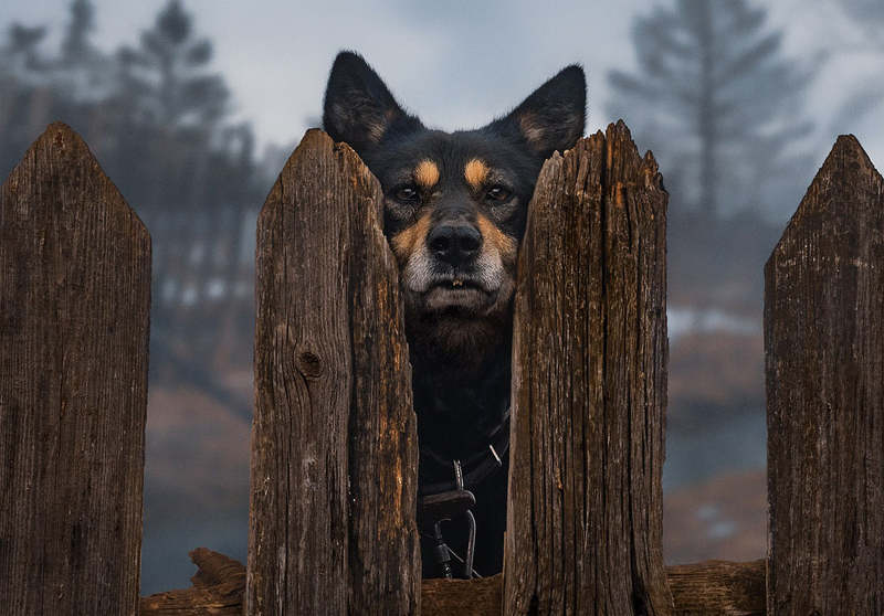 Жил-был пёс... фото превью