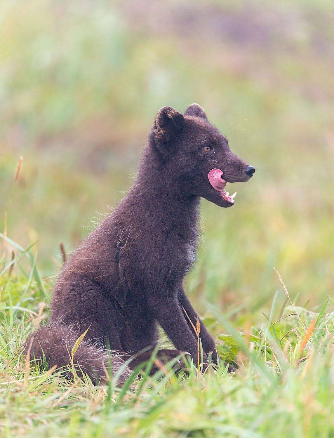 , Евгений Бушков