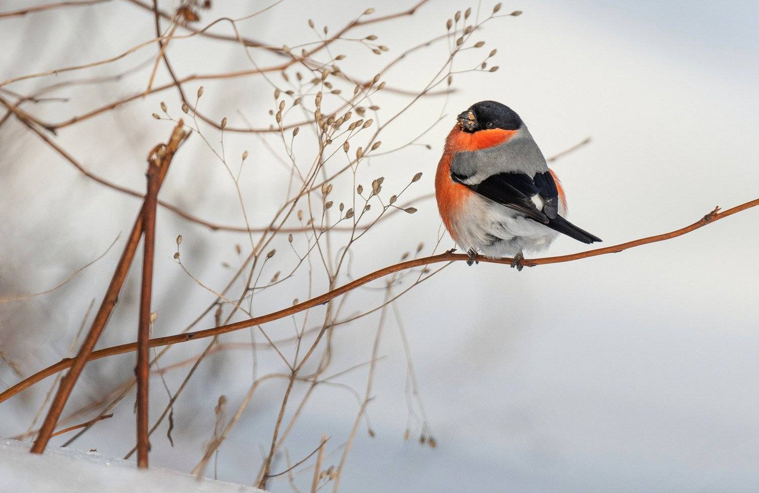 птица снегирь зима, Руслан Сигушин