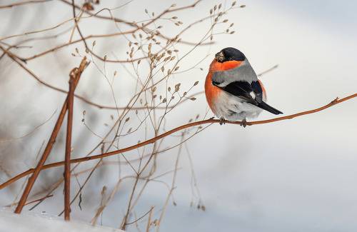 Вестник зимы