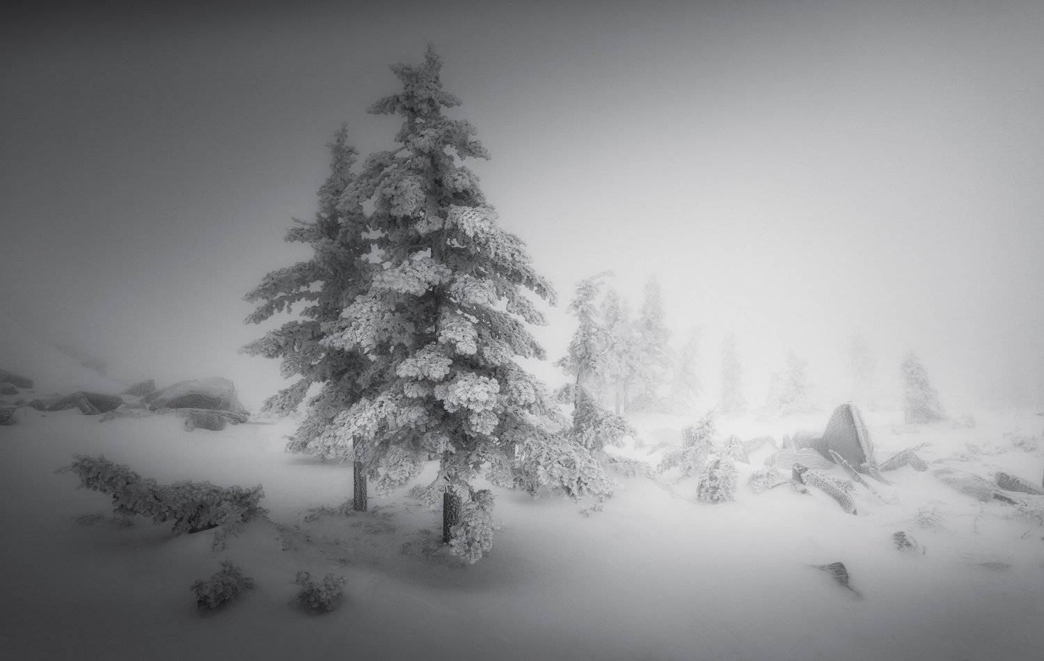 , Татьяна Бирюкова