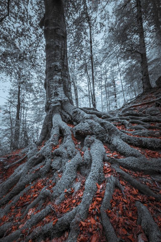 #landscape#nature#winter THE KING фото превью