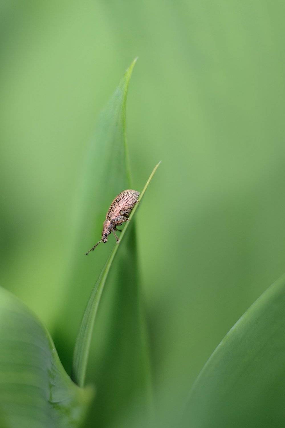 , Воинкова Ирина