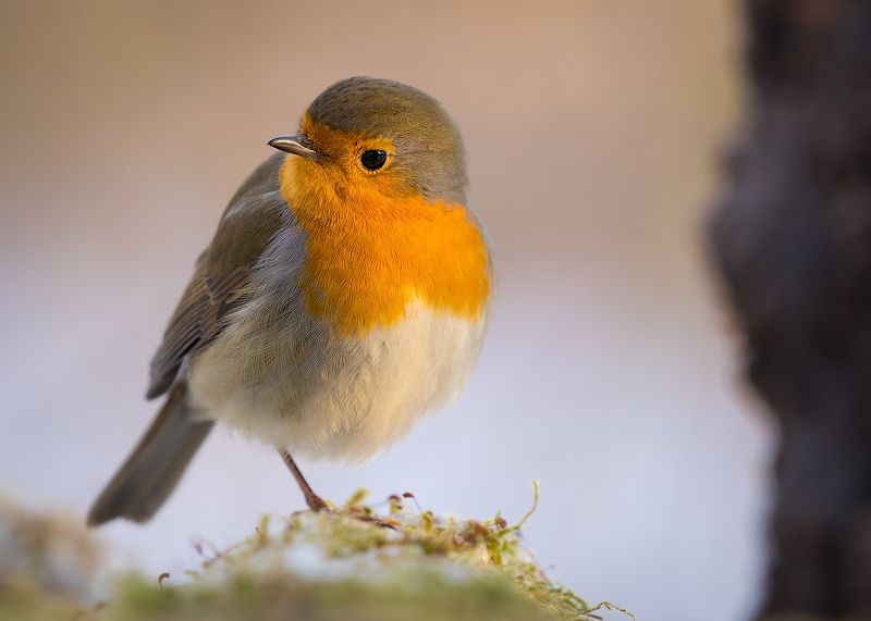 Robin фото превью