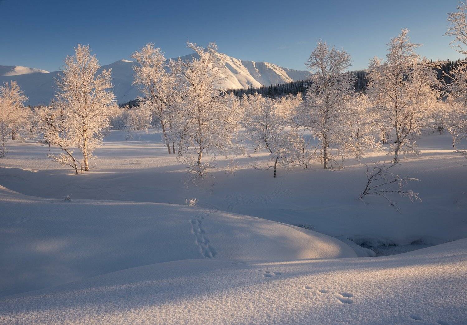 пейзаж,горы,кольский,север,хибины,следы,свет,солнце,деревья, Виталий Истомин