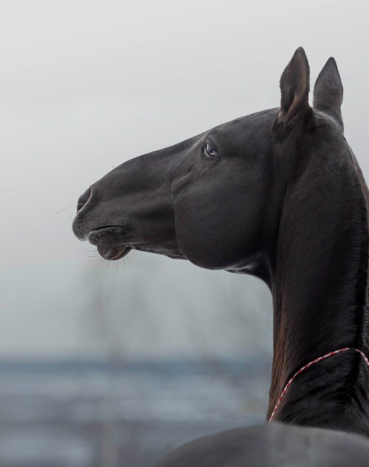 , Вера Константиновская