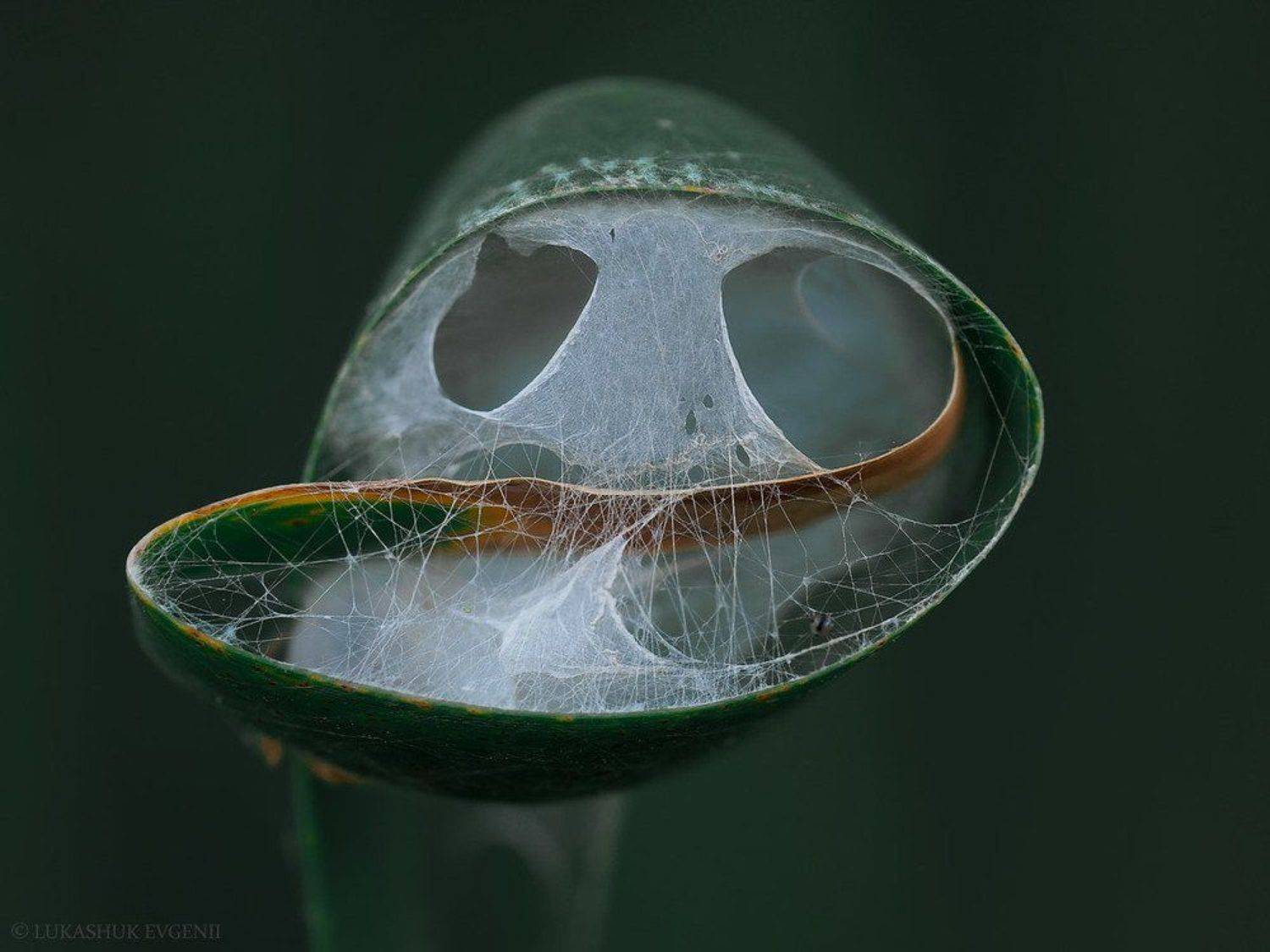 , Евгений Лукашук