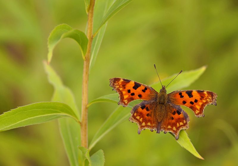 Углокрыльница на золотарнике фото превью