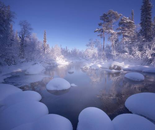 Snowy Forest