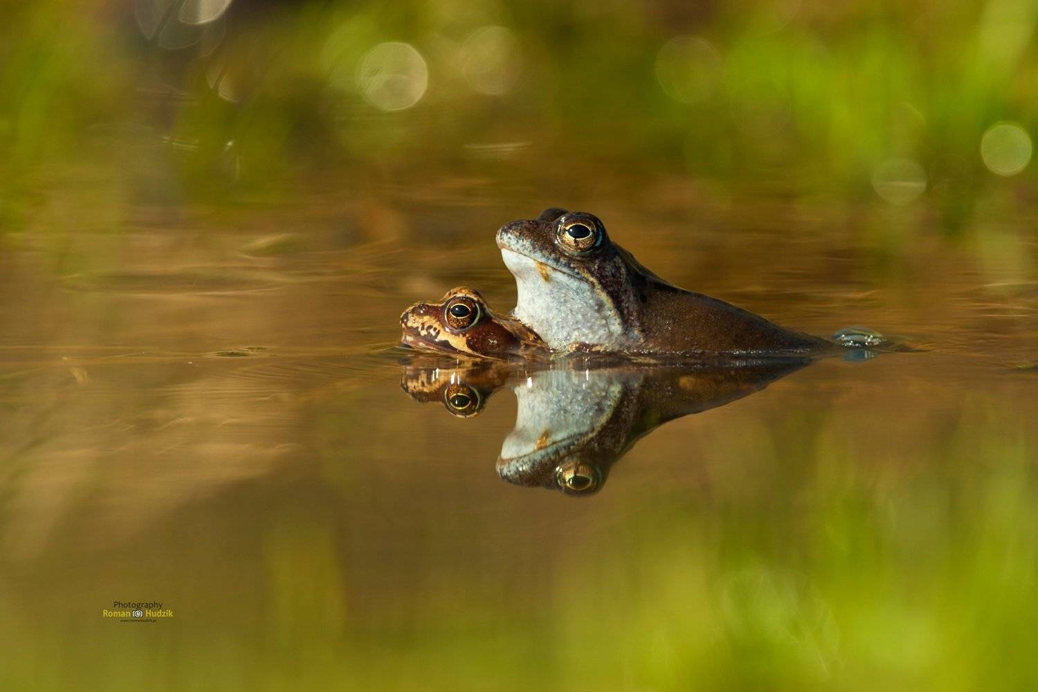 Frog, nature, animal, water,, Roman Hudzik