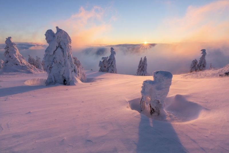 landscape, tree, panorama, fog Frosty Sunrise фото превью