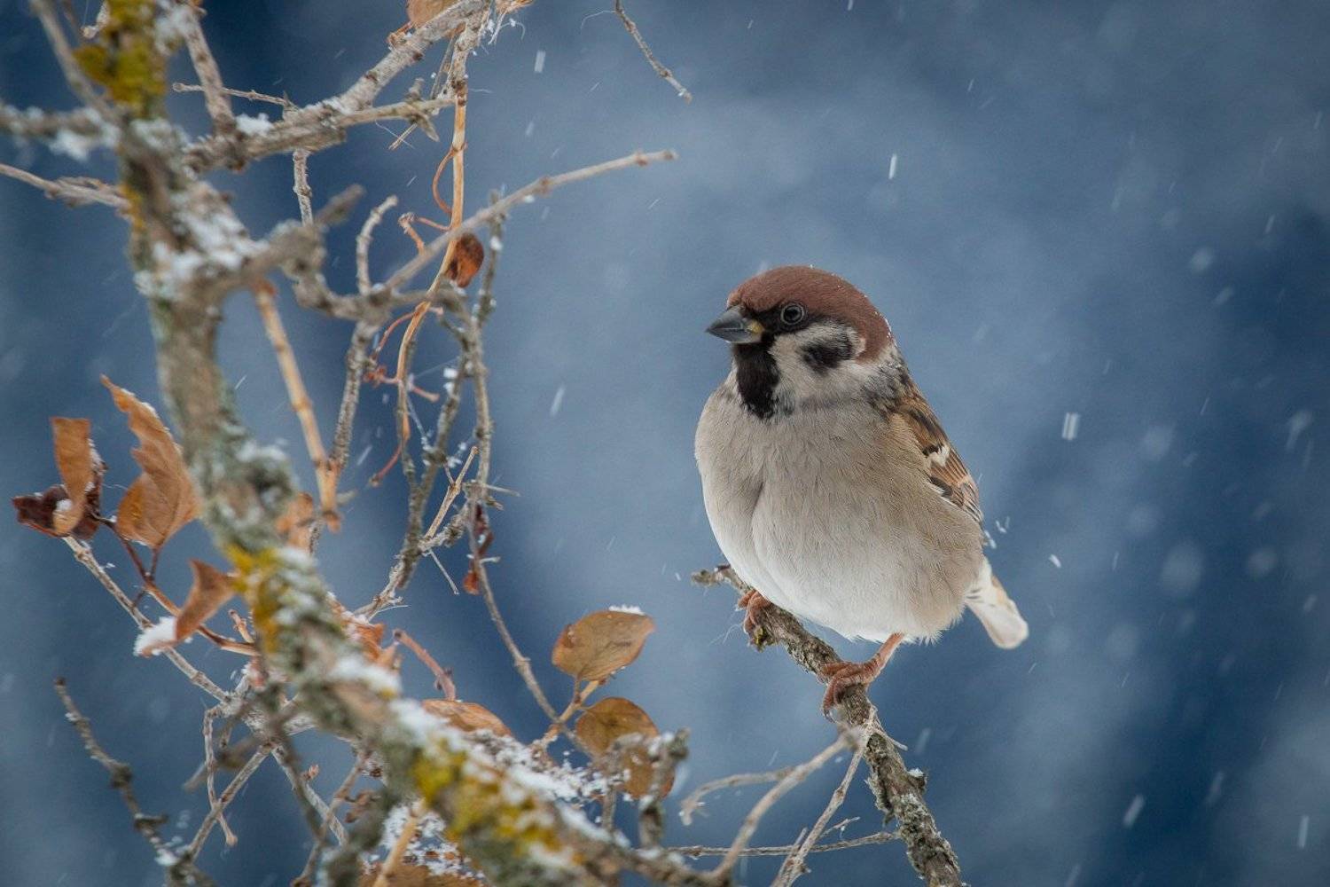 , Алексей Юденков