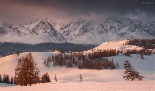 Розовый зефир ..