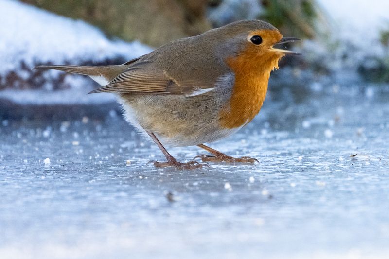 robin; rougegorge; sparrow; bird; winter; Robin on ice фото превью