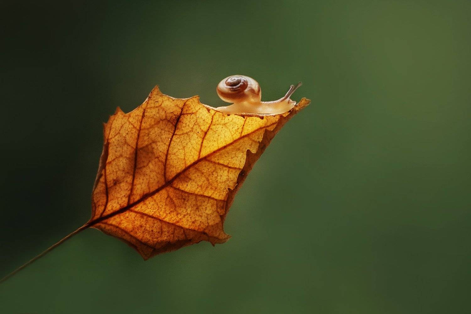, Анастасия Думинская