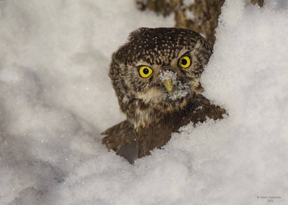 , Валерий Субачев
