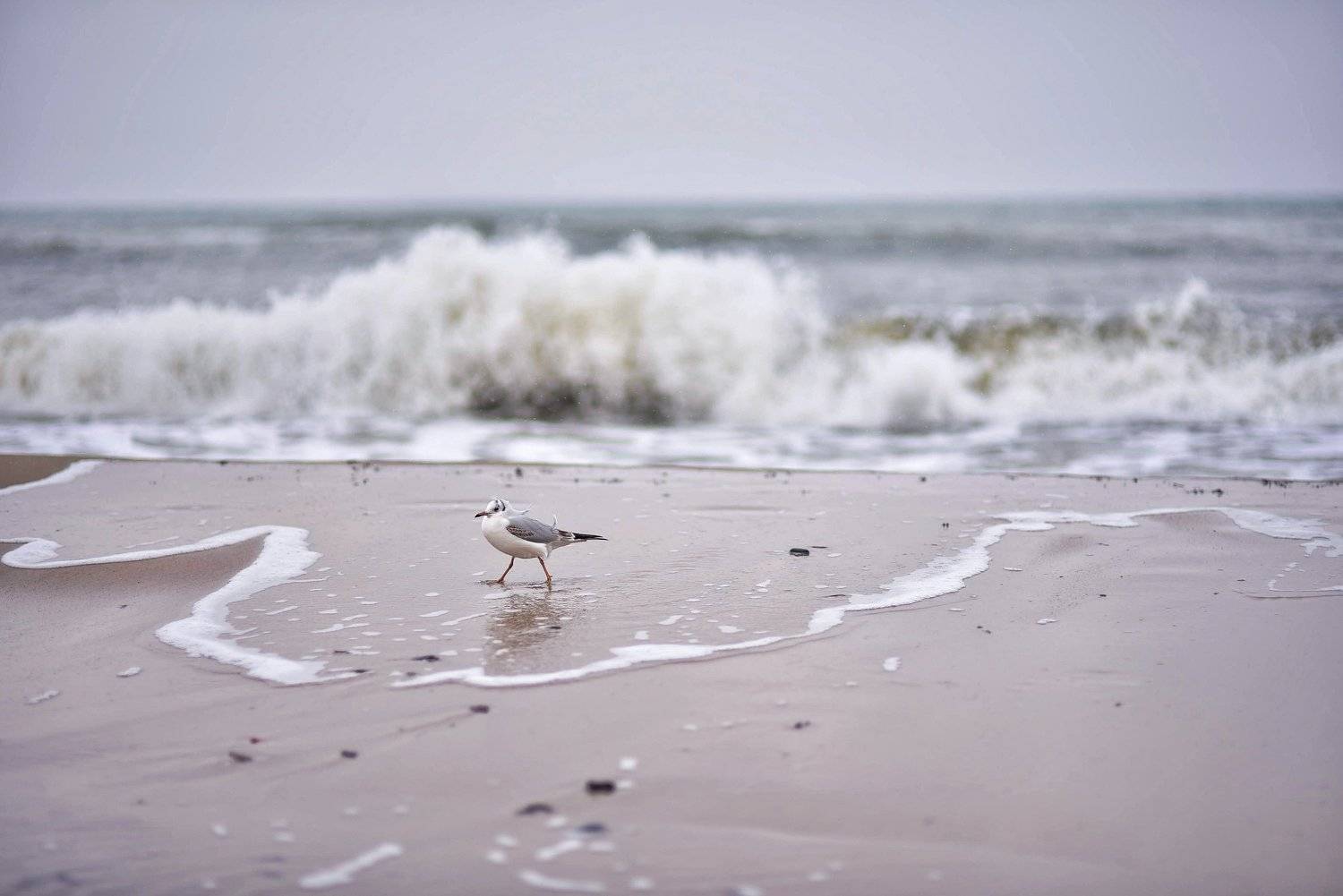 , Владимир Леликов-Кузьменко