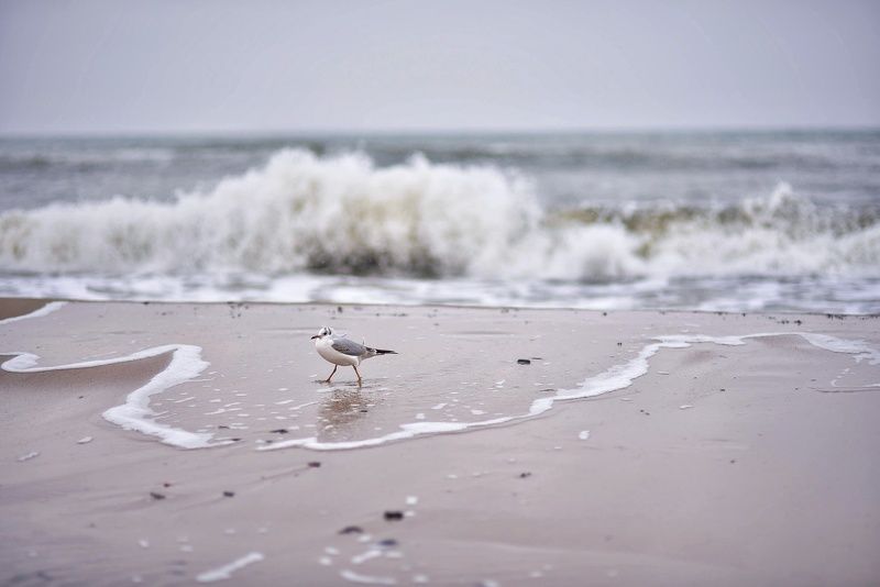 Чайка и волна фото превью