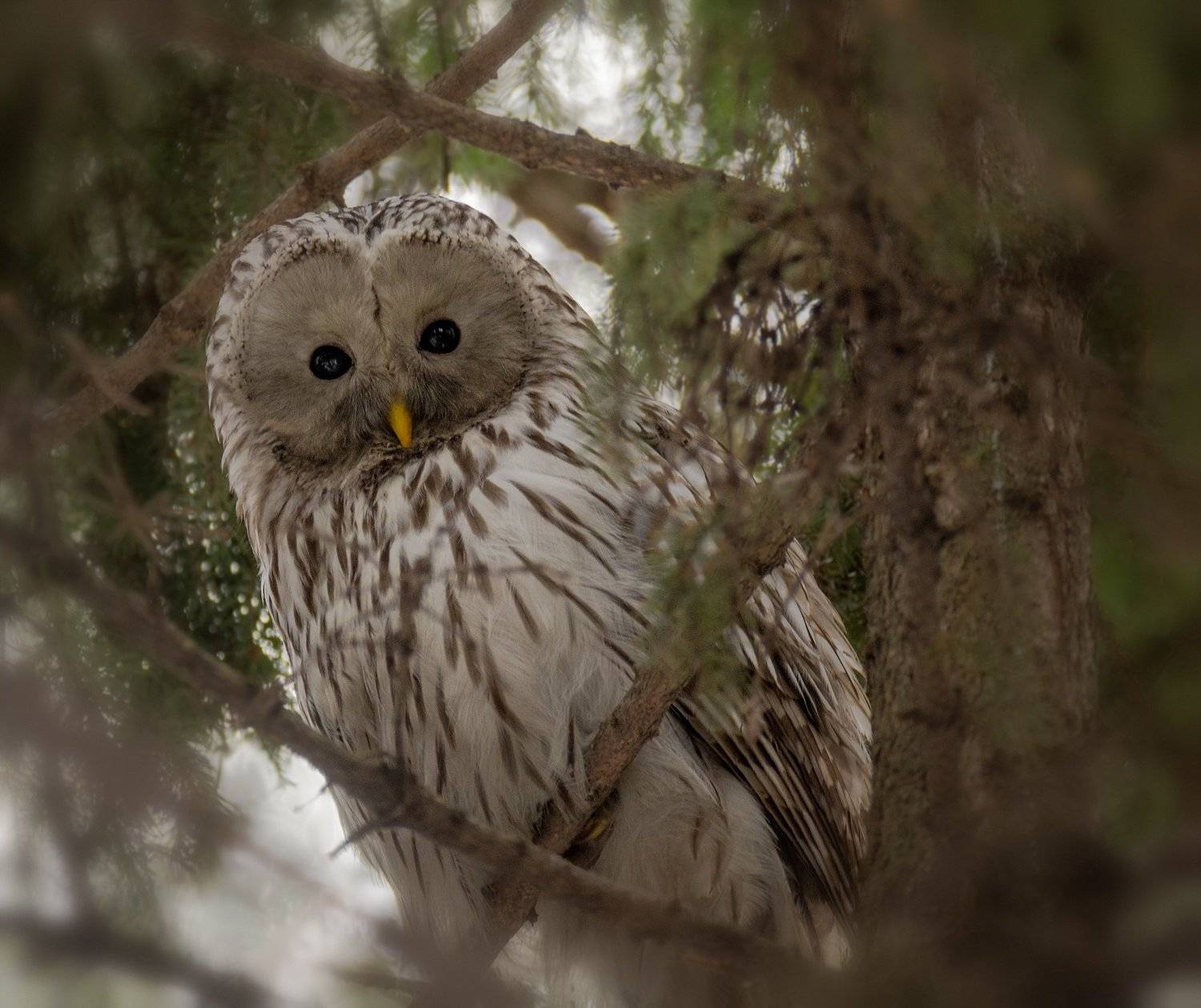 птица, неясыть, зима, февраль,, Марина Мочалова