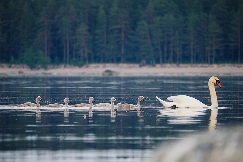 В ряд фото превью